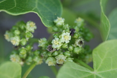 Jatropha curcas